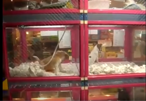  Máy bán hàng tự động ở nước ngoài bán cả các loại thú cưng